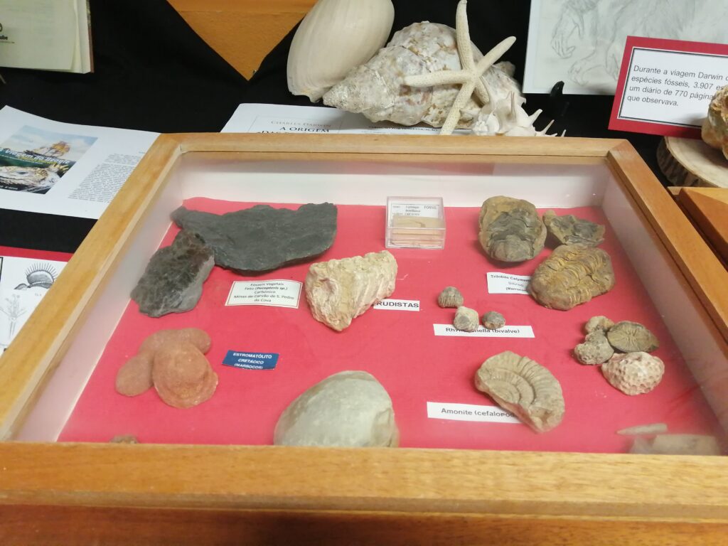 Vitrina de exposição com fósseis e etiquetas, como trilobite e amonite; ao fundo, conchas e textos sobre Darwin.