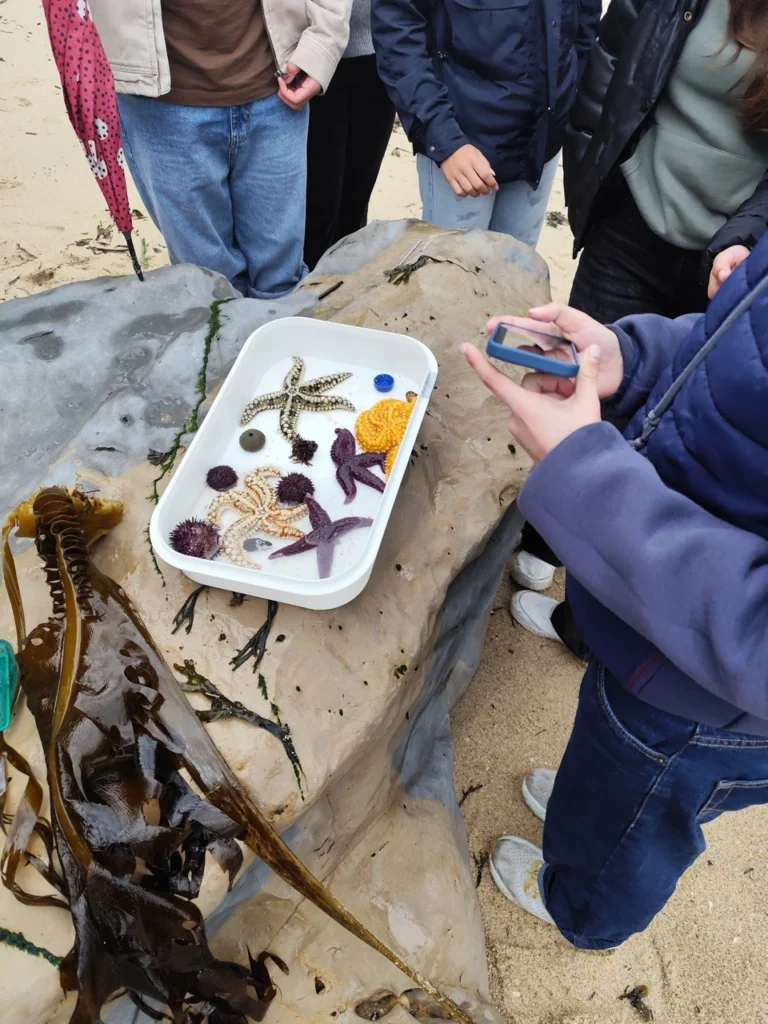Alunos a observar numa tina branca estrelas-do-mar, ouriços e algas recolhidos na praia, com uma lupa na mão de um aluno.