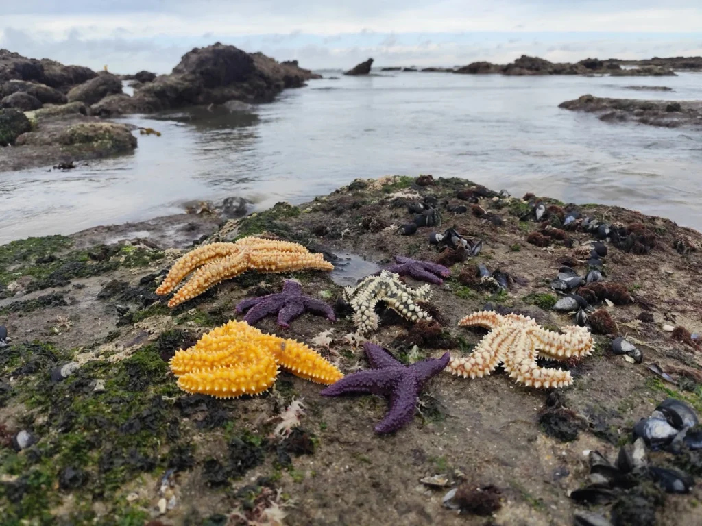 Estrelas-do-mar amarelas, roxas e brancas sobre rochas com mexilhões, numa zona de maré baixa à beira-mar.